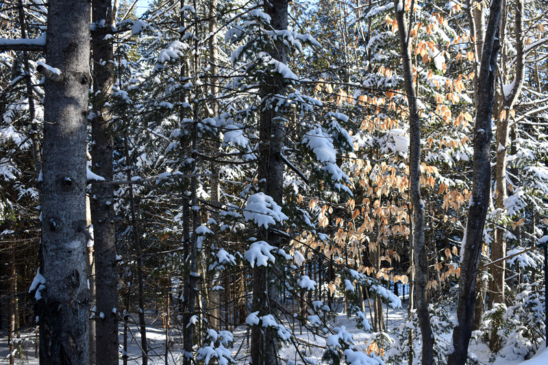 Des arbres qui conservent leurs feuilles pendant l’hiver ?