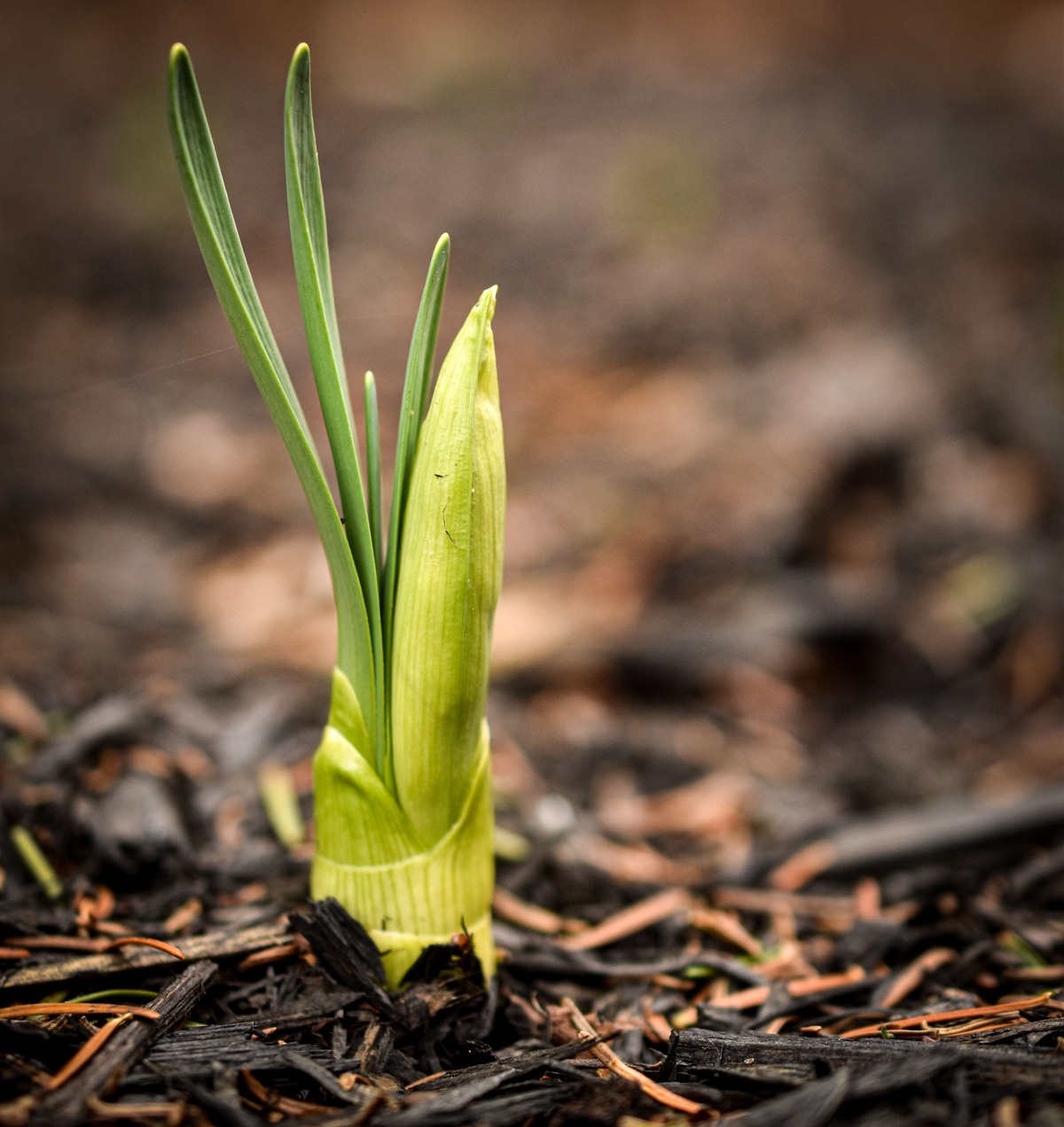 Poireauter jusqu’au printemps